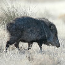 pr_javalina_sc-card.jpg
