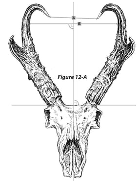 pronghorn_800.jpg
