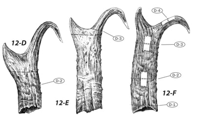 ebrms5-c12-pronghorn-6.jpg