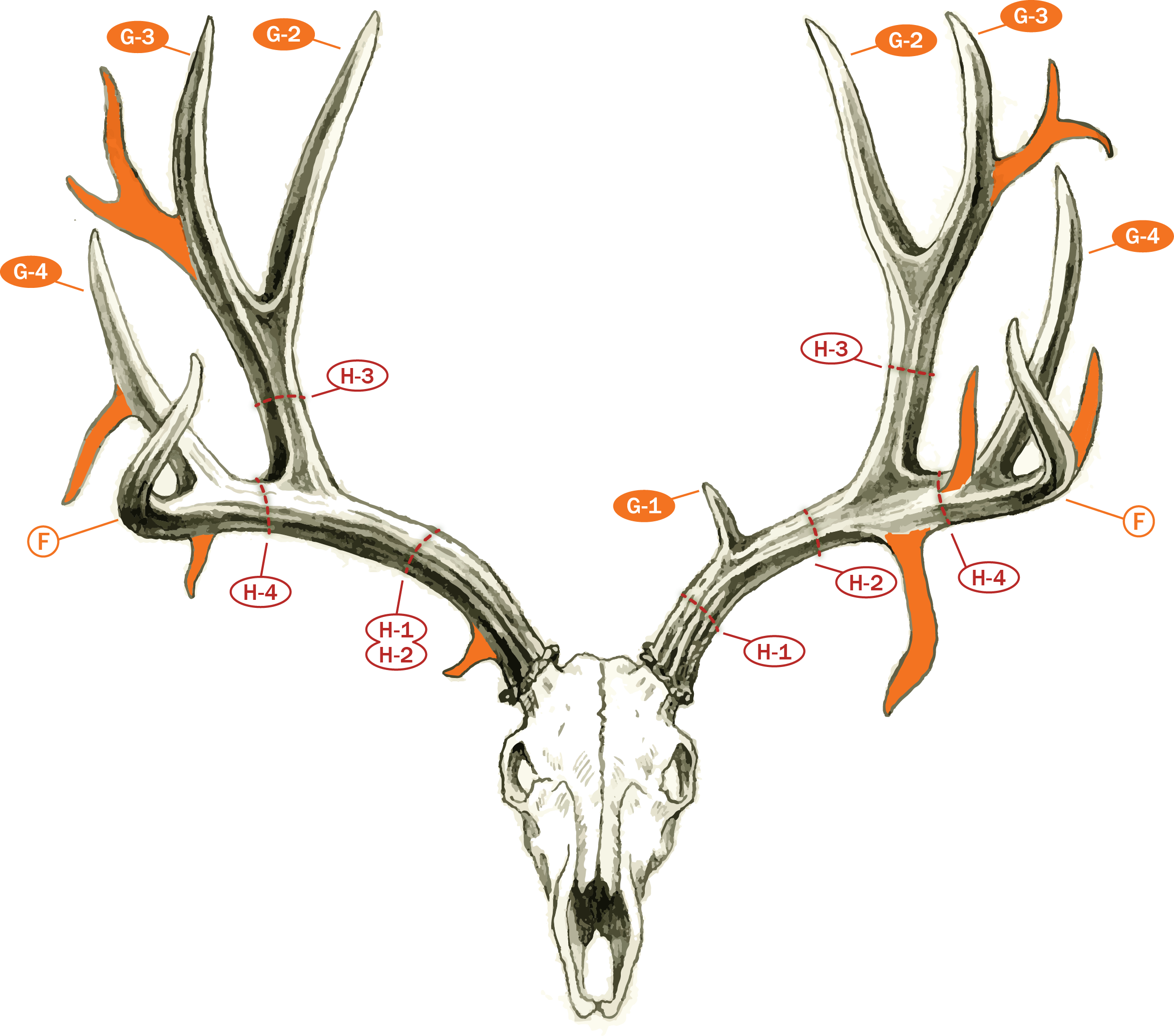 Deer Antler Anatomy • Outdoor Canada