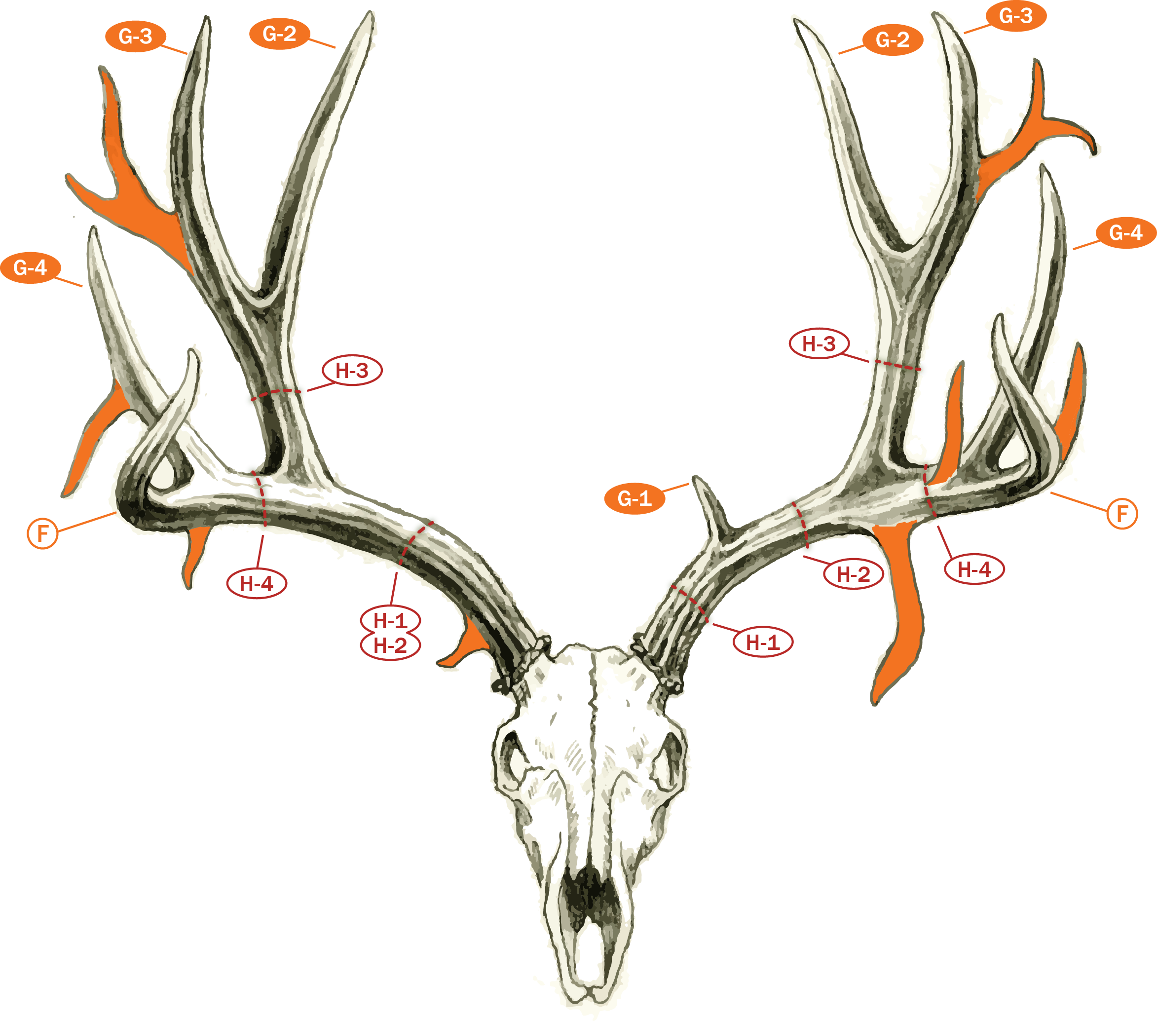 Field Judging Mule Deer And Blacktails Boone And Crockett Club