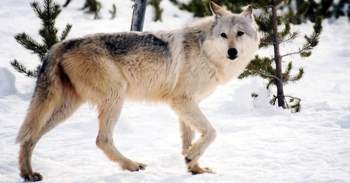 gray_wolf_6545954933_1200x628_web.jpg