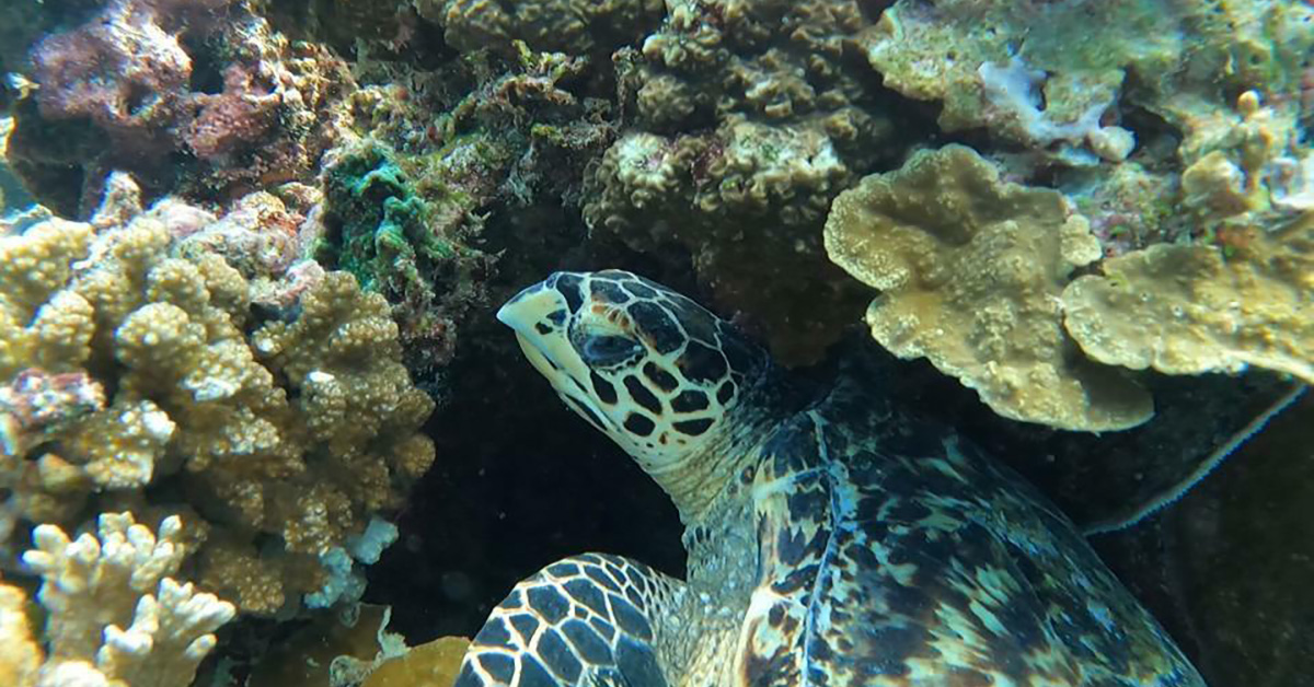 hawksbill_sea_turtle_2020_1200x628_web.jpg