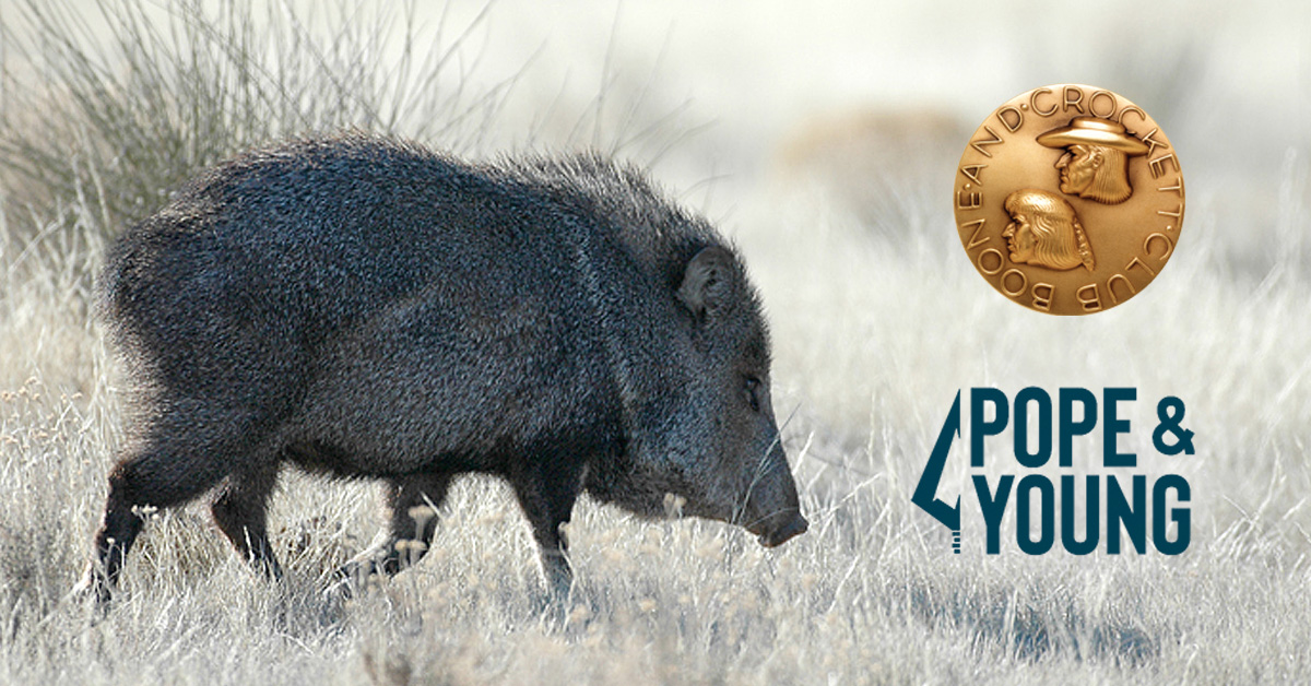 pr_javalina_sc-fb.jpg